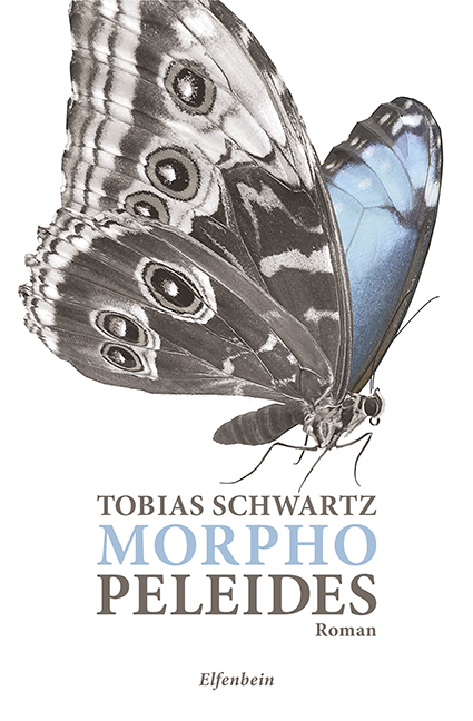 Morpho peleides